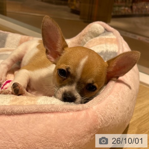 神奈川県のチワワ(ロング) (ペットプラス モザイクモール港北店/2026年7月31日生まれ/男の子/フォーンホワイト)の子犬の3枚目の画像