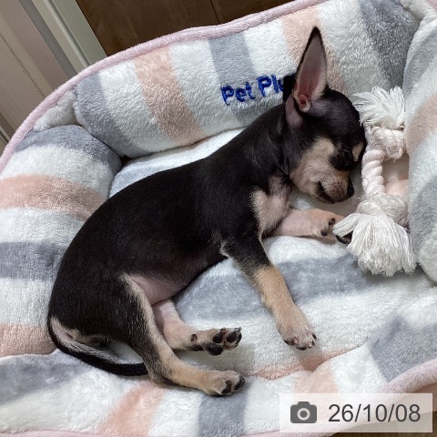 宮城県のチワワ(ロング) (ペットプラス 仙台上杉店/2026年7月31日生まれ/女の子/ブラックタン)の子犬の3枚目の画像