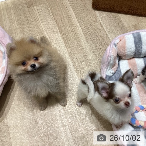 長野県のポメラニアン (ペットプラス 須坂店/2026年7月31日生まれ/男の子/オレンジ)の子犬の4枚目の画像