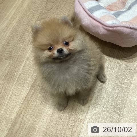 長野県のポメラニアン (ペットプラス 須坂店/2026年7月31日生まれ/男の子/オレンジ)の子犬の3枚目の画像
