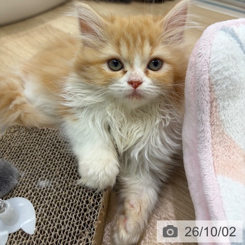 サイベリアンの写真