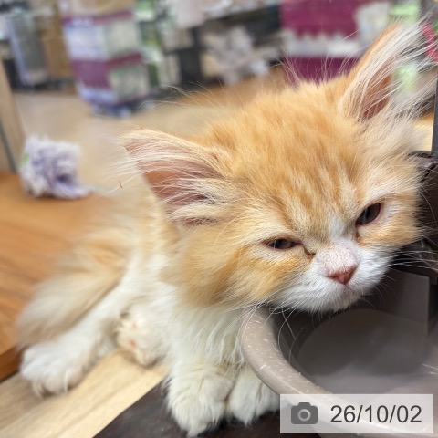 サイベリアンの写真