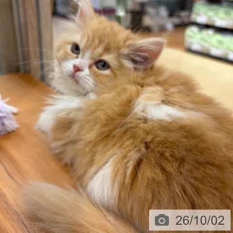 サイベリアンの写真