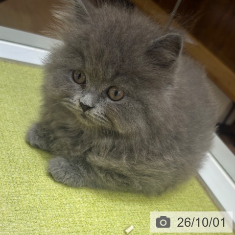 京都府のブリティッシュショートヘアー (ペットプラス 京都桂川店/2026年7月30日生まれ/男の子/ブルー)の子猫の4枚目の画像