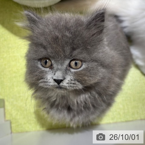 京都府のブリティッシュショートヘアー (ペットプラス 京都桂川店/2026年7月30日生まれ/男の子/ブルー)の子猫の3枚目の画像