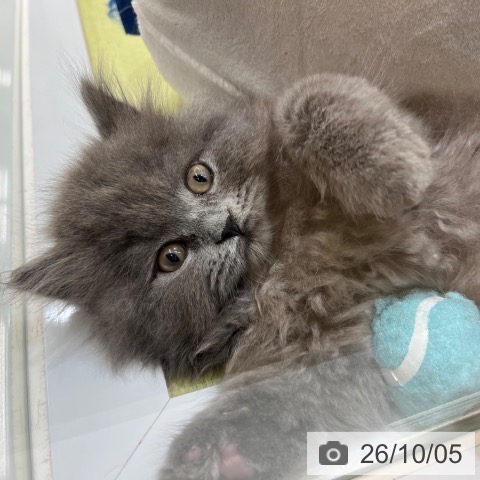 京都府のブリティッシュショートヘアー (ペットプラス 京都桂川店/2026年7月30日生まれ/男の子/ブルー)の子猫の4枚目の画像