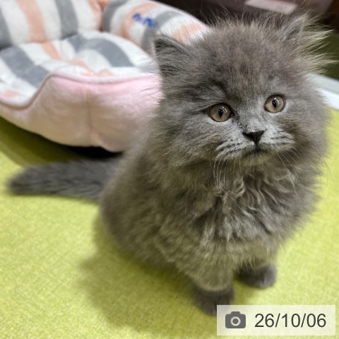 京都府のブリティッシュショートヘアー (ペットプラス 京都桂川店/2026年7月30日生まれ/男の子/ブルー)の子猫の3枚目の画像