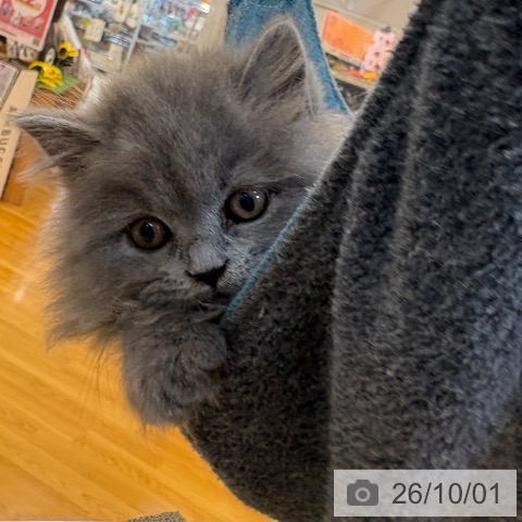 ブリティッシュショートヘアの写真