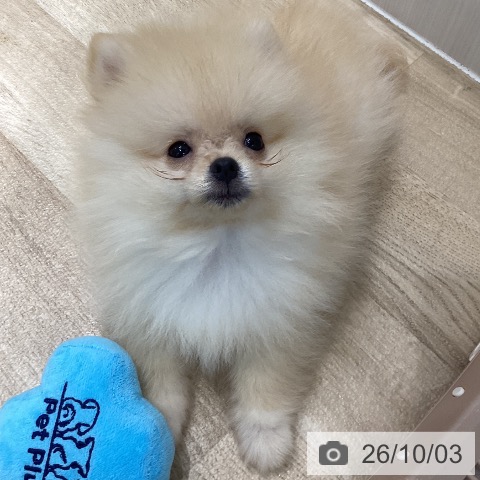 千葉県のポメラニアン (ペットプラス 木更津店/2026年7月17日生まれ/男の子/オレンジ)の子犬の3枚目の画像