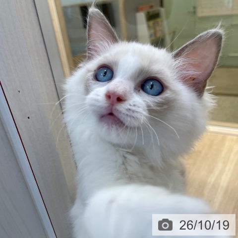 ラグドールの写真