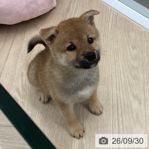 柴の写真