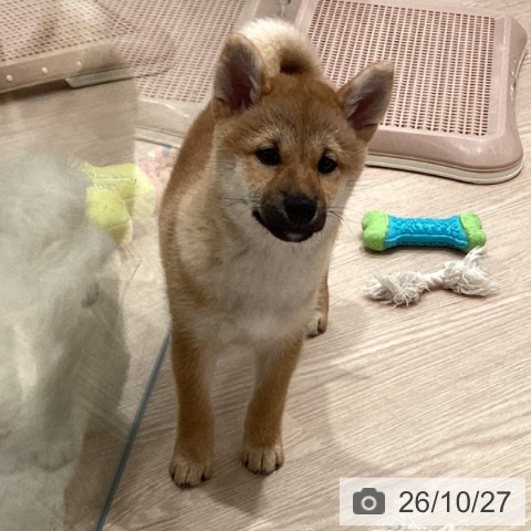 埼玉県の柴犬(標準サイズ) (ペットプラス 川口店/2026年8月1日生まれ/女の子/赤)の子犬の4枚目の画像