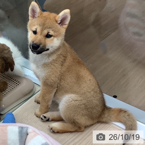 埼玉県の柴犬(標準サイズ) (ペットプラス 川口店/2026年8月1日生まれ/女の子/赤)の子犬の3枚目の画像