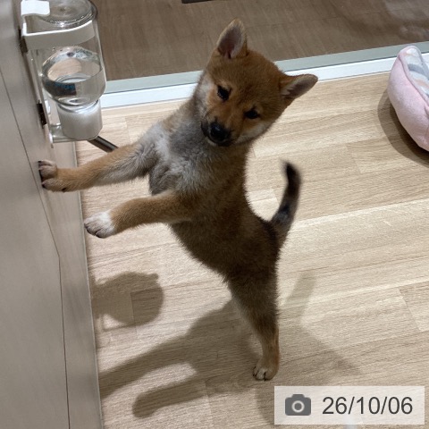 宮城県の柴犬(標準サイズ) (ペットプラス 仙台上杉店/2026年8月1日生まれ/女の子/赤)の子犬の4枚目の画像