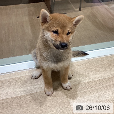 宮城県の柴犬(標準サイズ) (ペットプラス 仙台上杉店/2026年8月1日生まれ/女の子/赤)の子犬の3枚目の画像