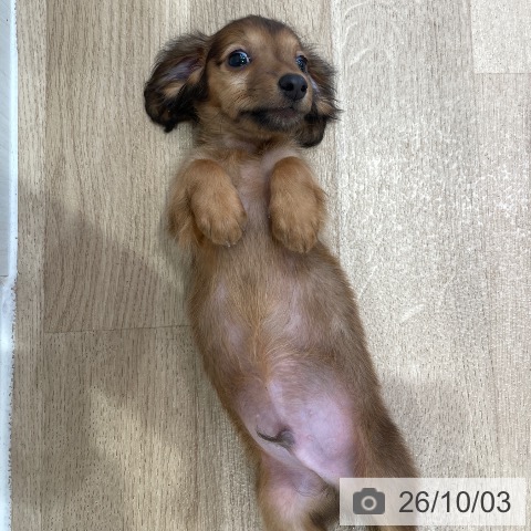 カニーンヘン・ダックスフンドの写真