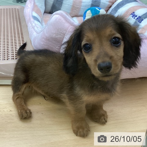 埼玉県のカニンヘンダックスフンド(ロング) (ペットプラス 羽生店/2026年7月30日生まれ/男の子/レッド)の子犬の3枚目の画像