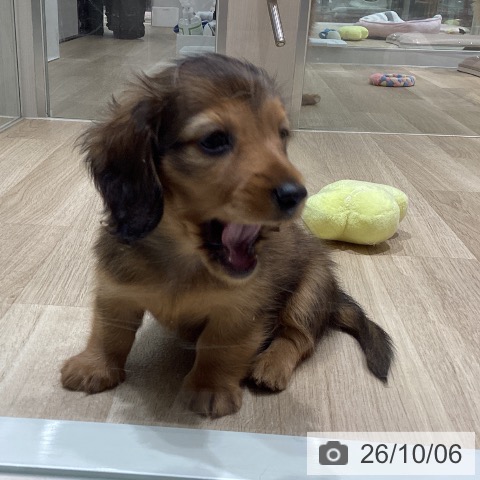 宮城県のカニンヘンダックスフンド(ロング) (ペットプラス 仙台上杉店/2026年7月30日生まれ/男の子/レッド)の子犬の4枚目の画像