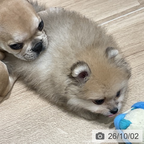 千葉県のポメラニアン (ペットプラス 木更津店/2026年8月1日生まれ/男の子/クリームセーブル)の子犬の3枚目の画像