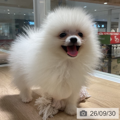 神奈川県のポメラニアン (ペットプラス 湘南平塚店/2026年8月1日生まれ/男の子/クリームセーブル)の子犬の4枚目の画像