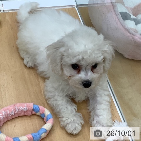 長野県のビションフリーゼ (ペットプラス 松本店/2026年7月26日生まれ/男の子/ホワイト)の子犬の3枚目の画像