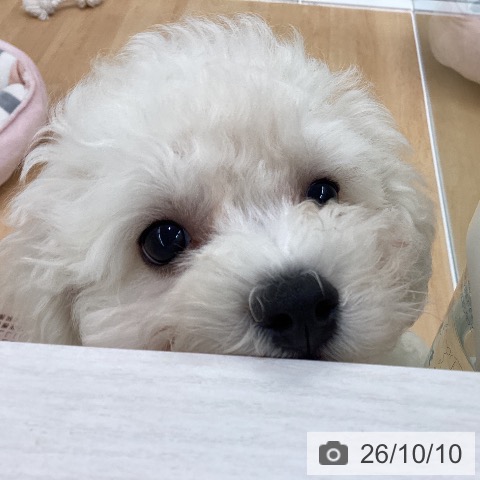長野県のビションフリーゼ (ペットプラス 松本店/2026年7月26日生まれ/男の子/ホワイト)の子犬の4枚目の画像
