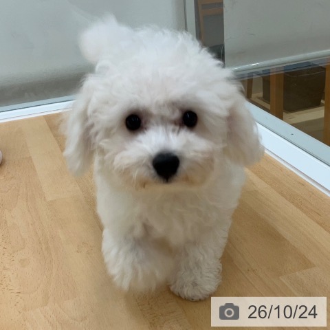 長野県のビションフリーゼ (ペットプラス 松本店/2026年7月26日生まれ/男の子/ホワイト)の子犬の4枚目の画像