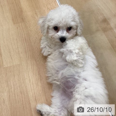 長野県のビションフリーゼ (ペットプラス 松本店/2026年7月26日生まれ/男の子/ホワイト)の子犬の3枚目の画像