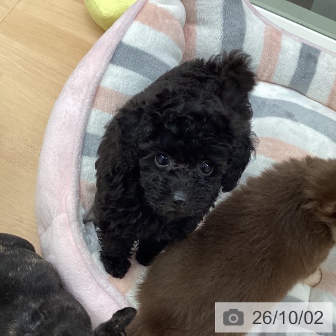 千葉県のトイプードル(トイ) (ペットプラス 成田店/2026年8月1日生まれ/男の子/ブラック)の子犬の4枚目の画像