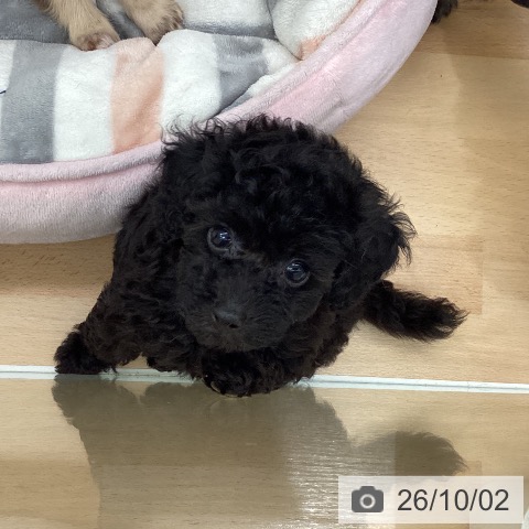 千葉県のトイプードル(トイ) (ペットプラス 成田店/2026年8月1日生まれ/男の子/ブラック)の子犬の3枚目の画像