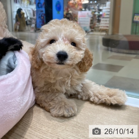 埼玉県のトイプードル(トイ) (ペットプラス ららぽーと新三郷店/2026年8月1日生まれ/男の子/オレンジフォーン)の子犬の3枚目の画像
