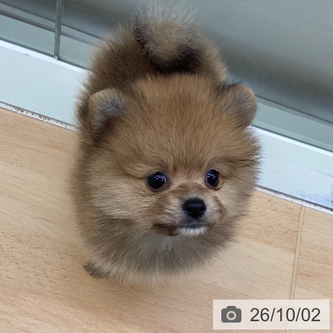 千葉県のポメラニアン (ペットプラス 成田店/2026年8月1日生まれ/男の子/オレンジ)の子犬の4枚目の画像