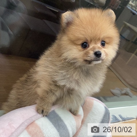 千葉県のポメラニアン (ペットプラス 成田店/2026年8月1日生まれ/男の子/オレンジ)の子犬の3枚目の画像