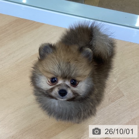 ポメラニアンの写真