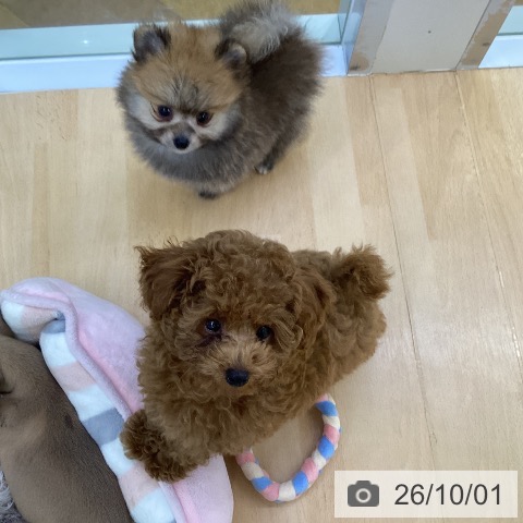 ポメラニアンの写真