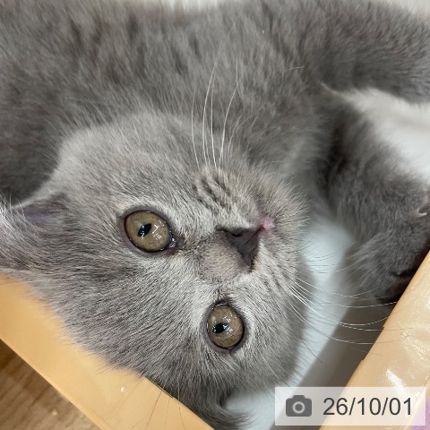 スコティッシュフォールドの写真