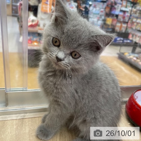 スコティッシュフォールドの写真