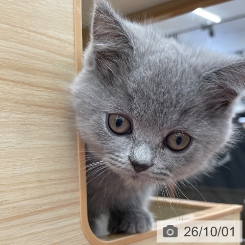 スコティッシュフォールドの写真