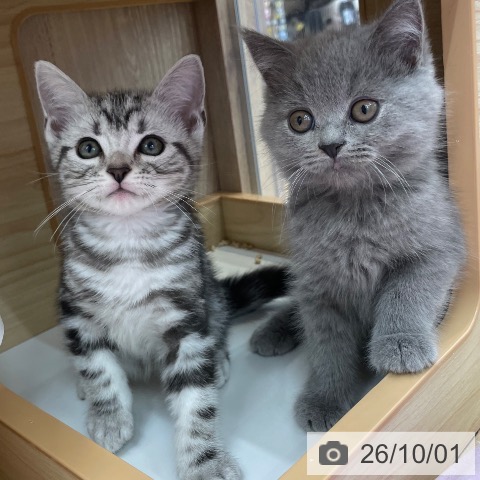 スコティッシュフォールドの写真