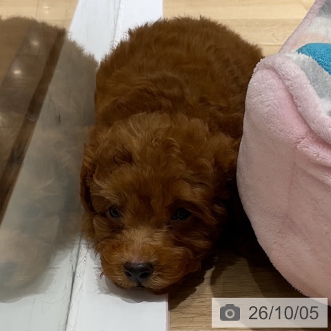 神奈川県のトイプードル(トイ) (ペットプラス モザイクモール港北店/2026年8月1日生まれ/男の子/レッド)の子犬の3枚目の画像