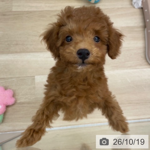 東京都のトイプードル(トイ) (ペットプラス むさし村山店/2026年8月1日生まれ/男の子/レッド)の子犬の3枚目の画像