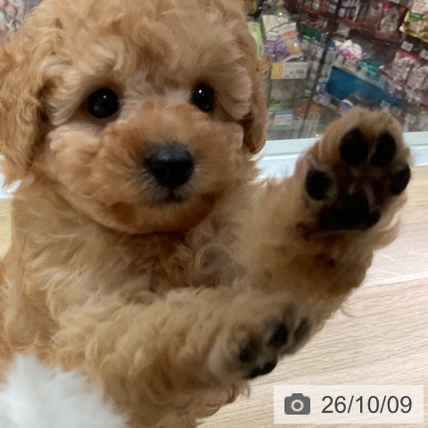 神奈川県のトイプードル(トイ) (ペットプラス 湘南平塚店/2026年8月1日生まれ/男の子/アプリコット)の子犬の4枚目の画像