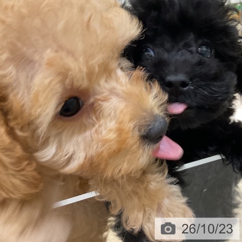 神奈川県のトイプードル(トイ) (ペットプラス 湘南平塚店/2026年8月1日生まれ/男の子/アプリコット)の子犬の3枚目の画像