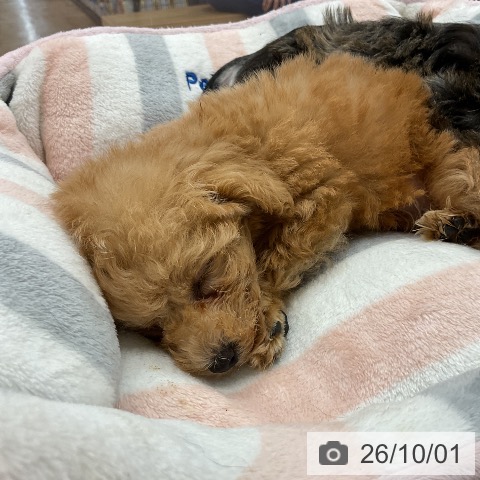千葉県のトイプードル(トイ) (ペッツワン 千葉ニュータウン店/2026年7月28日生まれ/男の子/アプリコット)の子犬の4枚目の画像