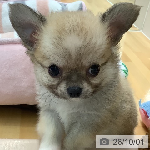 長野県のチワワ(ロング) (ペットプラス 松本店/2026年7月30日生まれ/男の子/フォーンホワイト)の子犬の3枚目の画像