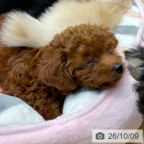 埼玉県のトイプードル(トイ) (ペットプラス ららぽーと新三郷店/2026年7月28日生まれ/女の子/レッド)の子犬の3枚目の画像