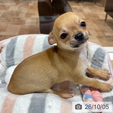 埼玉県のチワワ(ロング) (ペットプラス ららぽーと富士見店/2026年8月1日生まれ/男の子/フォーン)の子犬の4枚目の画像