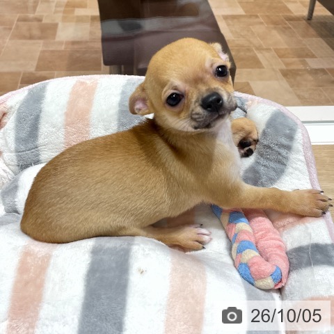 埼玉県のチワワ(ロング) (ペットプラス ららぽーと富士見店/2026年8月1日生まれ/男の子/フォーン)の子犬の3枚目の画像