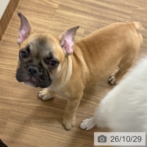 茨城県のフレンチブルドッグ (ペッツワン 阿見店/2026年7月29日生まれ/男の子/フォーン)の子犬の4枚目の画像