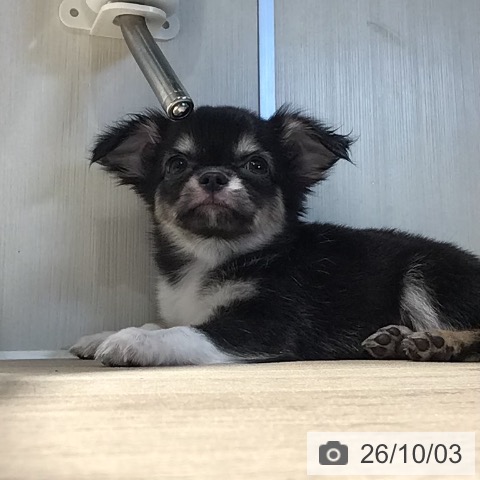 チワワの写真